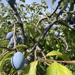 Hansen's Green Bluff Orchard - Italian plums