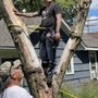 Photo of Pennington’s Tree Service