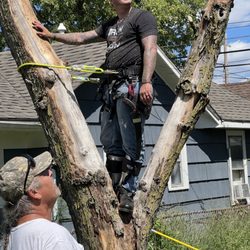 Pennington’s Tree Service - Tree removed by Penningtons tree service
