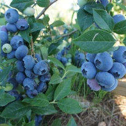 Shingle Mill Blueberry Farm - Yum!