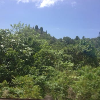 Jack Roman's Rainforest Tour - Tours Near Me