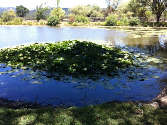 Sullivan Rutherford Estate by null