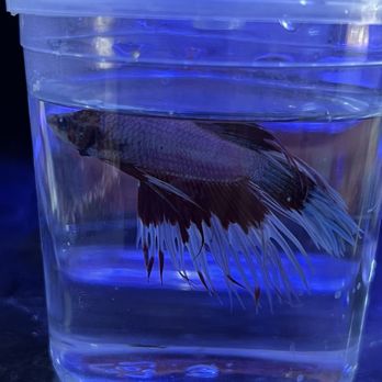 Aquatic Treasures - Beta Fish - Aquarium Services Near Me - Las Vegas, Nevada Aquatic Treasures - Beta Fish - Aquarium Services Near Me - Las Vegas, Nevada