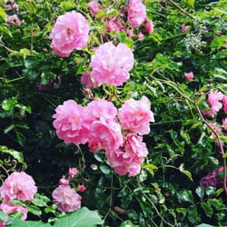 Avoca - Pretty flowers at the carpark
