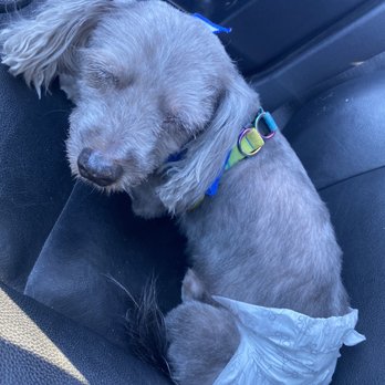 Curt's Mobile Grooming - Pet Groomers Near Me Curt's Mobile Grooming - Pet Groomers Near Me