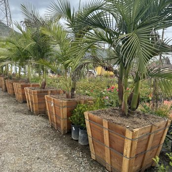 Ayon Nursery - King Palm 36 inch box - Nurseries & Gardening Near Me - Duarte, California