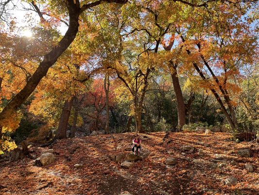 Lost Maples State Natural Area by null