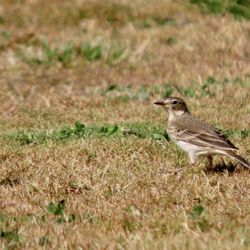 Davis Camp Park - American pipit
