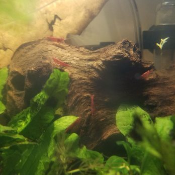 Keys Kritters - Five of my ten Cherry Shrimp, no doubt eagerly munching away at algae growth on my driftwood. - Pet Stores Near Me - Key Largo, Florida Keys Kritters - Five of my ten Cherry Shrimp, no doubt eagerly munching away at algae growth on my driftwood. - Pet Stores Near Me - Key Largo, Florida
