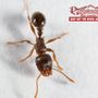Photo of High Country Pest Control