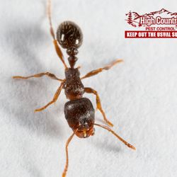 High Country Pest Control