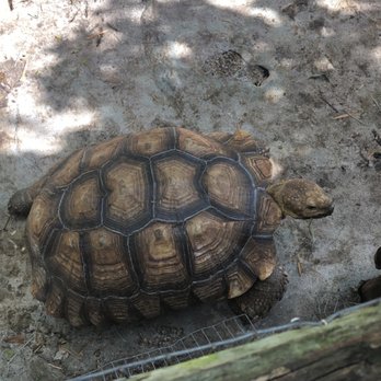 Croc Encounters - Turtle - Zoos Near Me - Tampa, Florida