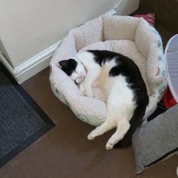 Sunderland's Pet Store - Whisker's napping..!