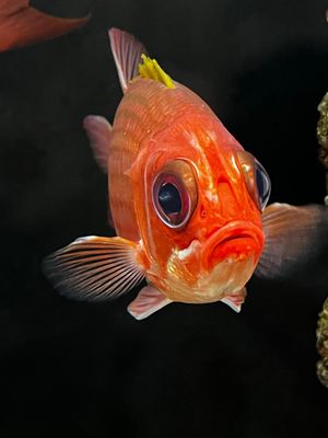 Alabama Aquarium at the Dauphin Island Sea Lab by null