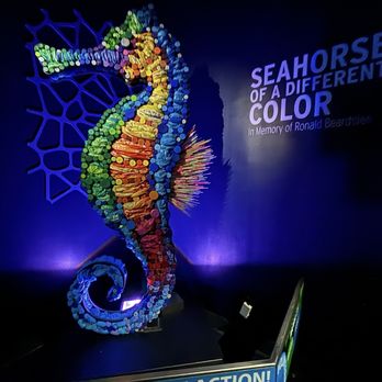 Greensboro Science Center - Aquarium side. Seahorse made from plastic trash - Zoos Near Me - Greensboro, North Carolina Greensboro Science Center - Aquarium side. Seahorse made from plastic trash - Zoos Near Me - Greensboro, North Carolina
