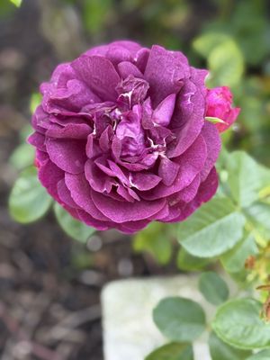 Exposition Park Rose Garden by null