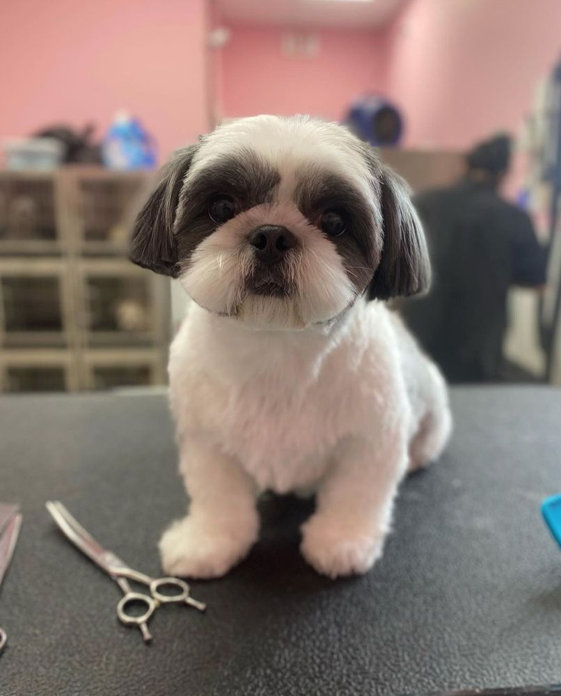 WOOF GANG BAKERY & GROOMING Updated June 2024 Request an