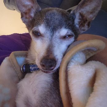 Veterinary Emergency Center - Hershey, a 19 year old chihuahua. - Veterinarians Near Me - Redlands, California Veterinary Emergency Center - Hershey, a 19 year old chihuahua. - Veterinarians Near Me - Redlands, California
