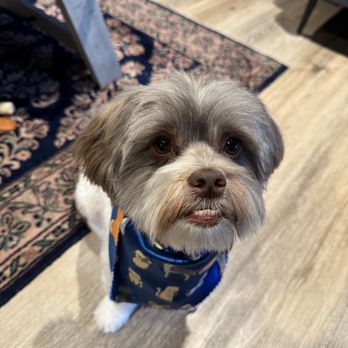 Happiness Grooming - Happy for Happiness Grooming! - Pet Groomers Near Me - Van Nuys, California Happiness Grooming - Happy for Happiness Grooming! - Pet Groomers Near Me - Van Nuys, California
