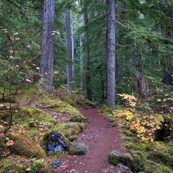 Proxy Falls