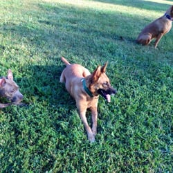 Prospect Park Dog Run - Toots, Taiga, and Jayde