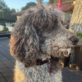 Gentle Touch Pet Training - Wolfgang - a 6 year old poodle - Pet Training Near Me - San Luis Obispo, California Gentle Touch Pet Training - Wolfgang - a 6 year old poodle - Pet Training Near Me - San Luis Obispo, California