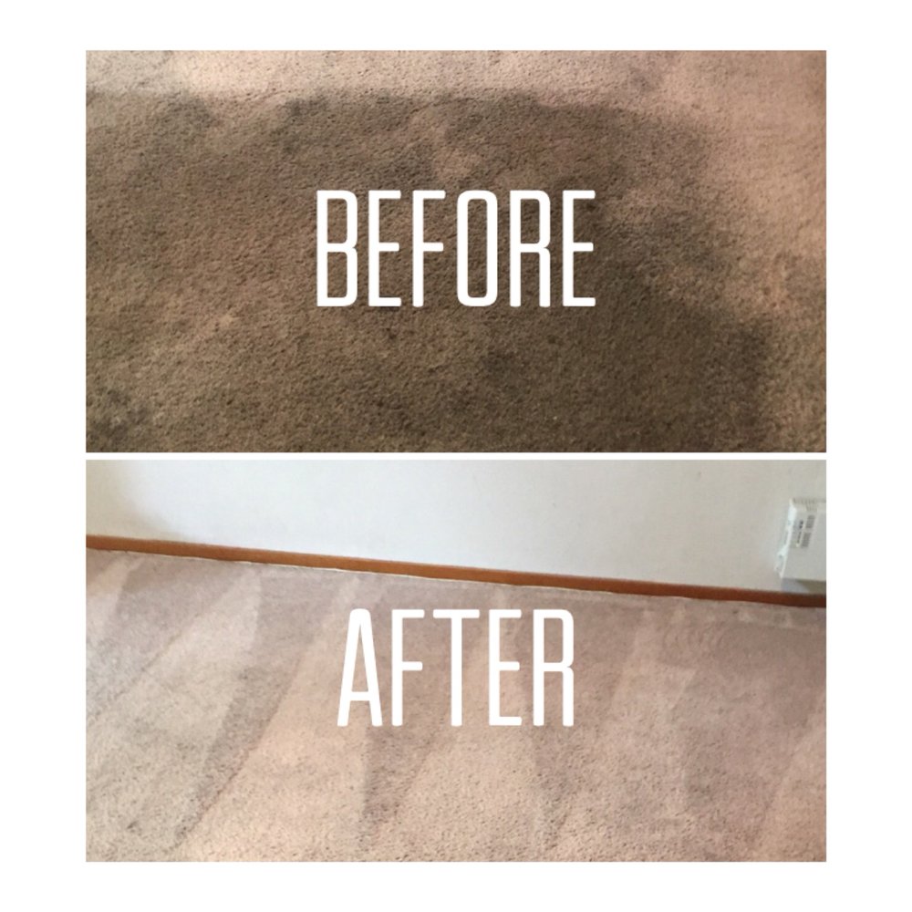 ROYAL SERVICE CARPET CLEANING 53 Photos & 16 Reviews 41719 Lori Ln