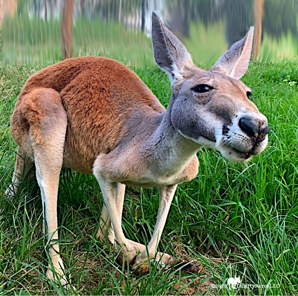 Liberty Acres Animal Haven & Equine Rescue Logo