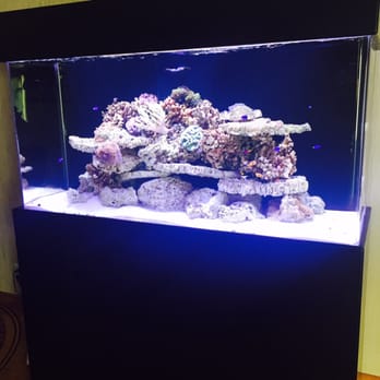 Oceans Aquarium Design - This is the full picture of the aquarium. It is 5 feet long. Great size aquarium for our living room. - Aquarium Services Near Me - Signal Hill, California