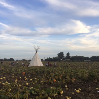 Cool Patch Pumpkins - Pumpkin Patches Near Me - Dixon, California