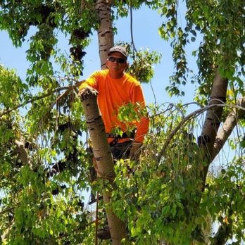Spires Tree Service - Tree Services Near Me Spires Tree Service - Tree Services Near Me