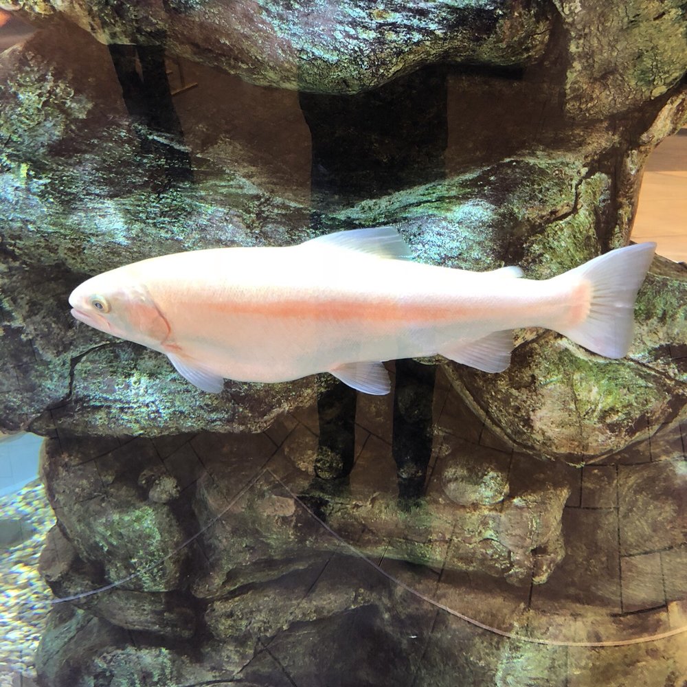 Scheels - Albino Trout - Sports Wear Near Me - Sparks, Nevada Scheels - Albino Trout - Sports Wear Near Me - Sparks, Nevada
