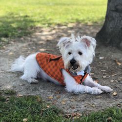 Morningside Park - Kaipo at Morning Side Park 4/4/2018