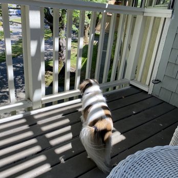 Best Western Corte Madera Inn - Balcony - Hotels Near Me - Corte Madera, California