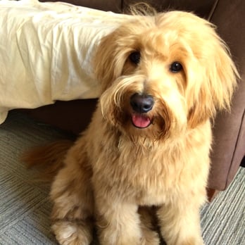 City Pooch - Pet Groomers Near Me - Miami, Florida