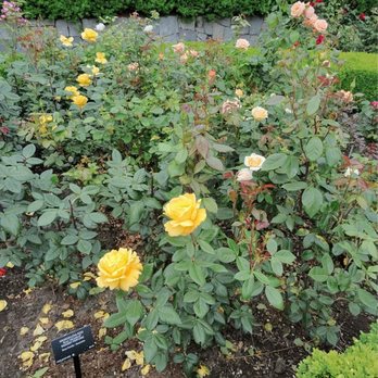 VanDusen Botanical Garden - Rose beds - Botanical Gardens Near Me - Vancouver, British Columbia VanDusen Botanical Garden - Rose beds - Botanical Gardens Near Me - Vancouver, British Columbia