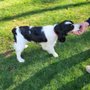 Photo of Countryside Kennels