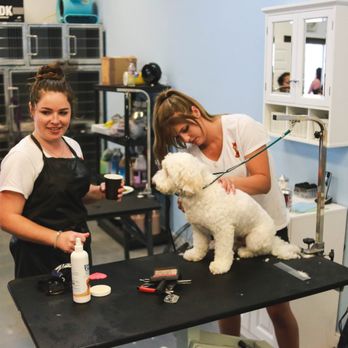 Foxy Fur - PawTree - "Timmy" getting pampered - Pet Groomers Near Me