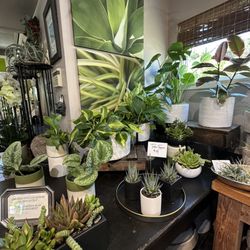 Green Door Design - Succulents, green houseplants and air plants