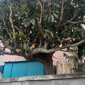 Homestead Tree Service - Tree Services Near Me - Lakeside, California Homestead Tree Service - Tree Services Near Me - Lakeside, California