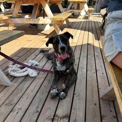 When Hounds Fly - Zoey being able to patiently hang out at a cafe!