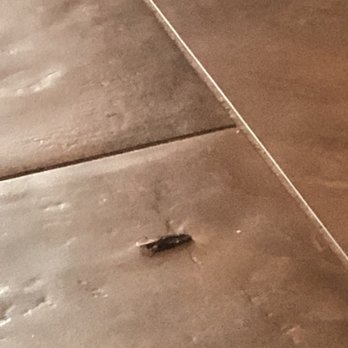 McAlister's Deli - This is the cockroach that my friend had to move out from under our table and kill it! - Salad Near Me - West Columbia, South Carolina McAlister's Deli - This is the cockroach that my friend had to move out from under our table and kill it! - Salad Near Me - West Columbia, South Carolina