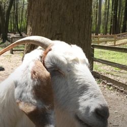 Sweetwater Valley Park - Goats to visit