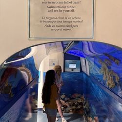 Sea Turtle - 5.29.2025