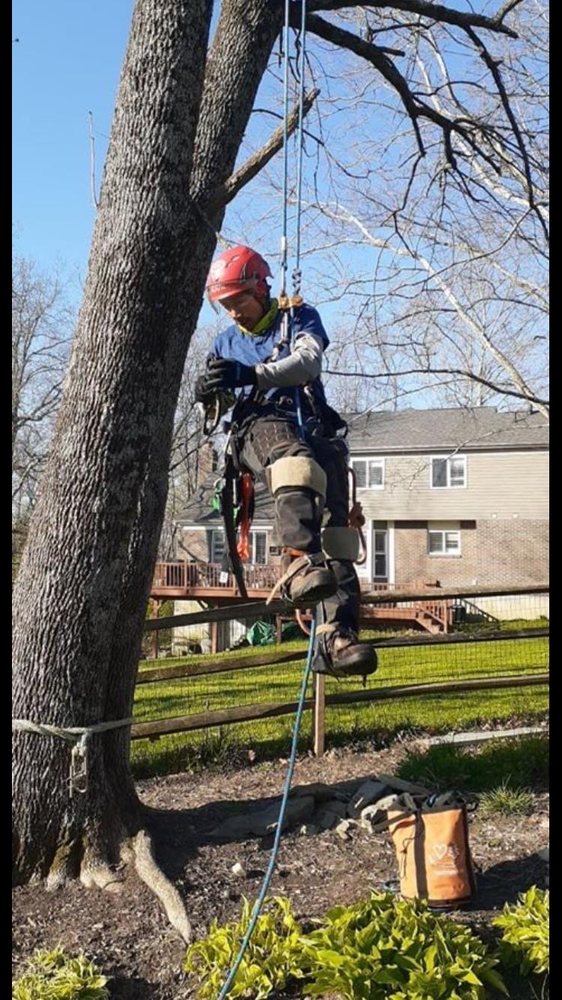 Robles Tree Service - tree service in Cincinnati, OH