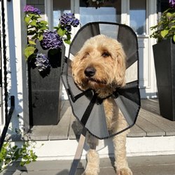 VCA Capeway Animal Hospital - My pup post surgery