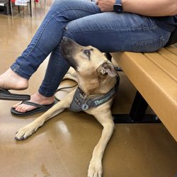 Mary's Angels Dog Training - Gemini is undergoing extensive training to be polite in public.