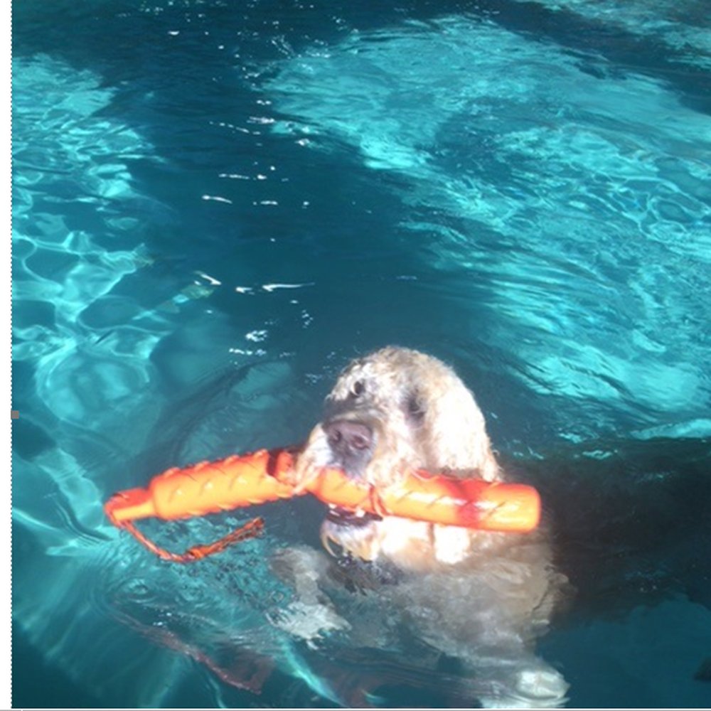 Greenleaf Pet Resort - 2 Kongs in one big happy dog's mouth at Green Leaf Swimming Pool - Pet Sitting Near Me - Millstone, New Jersey Greenleaf Pet Resort - 2 Kongs in one big happy dog's mouth at Green Leaf Swimming Pool - Pet Sitting Near Me - Millstone, New Jersey