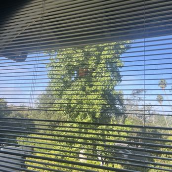 Phil & Sons Tree Service - Before - Tree Services Near Me - Pasadena, California