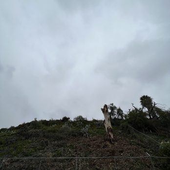 All Access Tree Care - Tree after - Tree Services Near Me - El Cajon, California